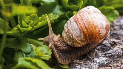 slow cooking
