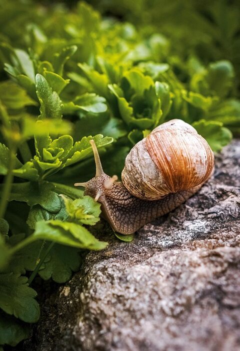 slow cooking