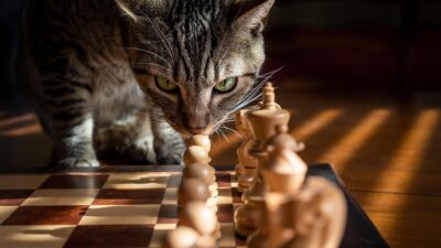 strategy