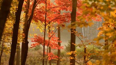 seasons