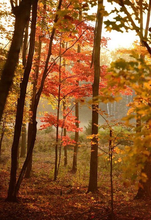 seasons