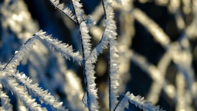 seasons
