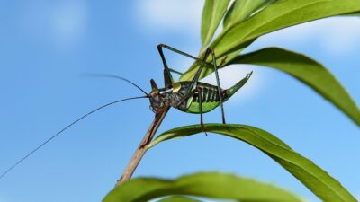 cricket