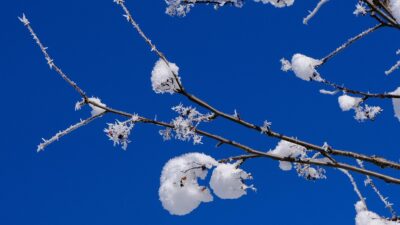 seasons